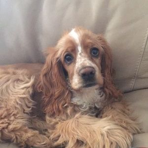 Meet your Posher, Hayley